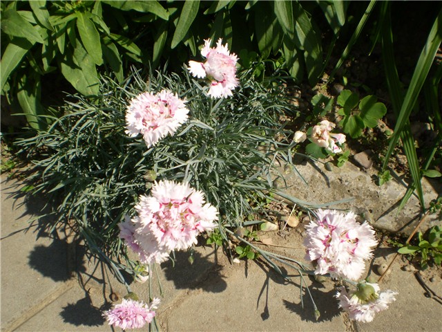 klinček
